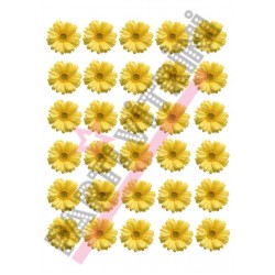 Sarı Papatya Temalı Yenilebilir Resimli Pasta Kurabiye Üstü Gofret Plaka Baskısı Sarı Papatya Temalı Yenilebilir Resimli Pasta Kurabiye Üstü Gofret Plaka Baskısı
